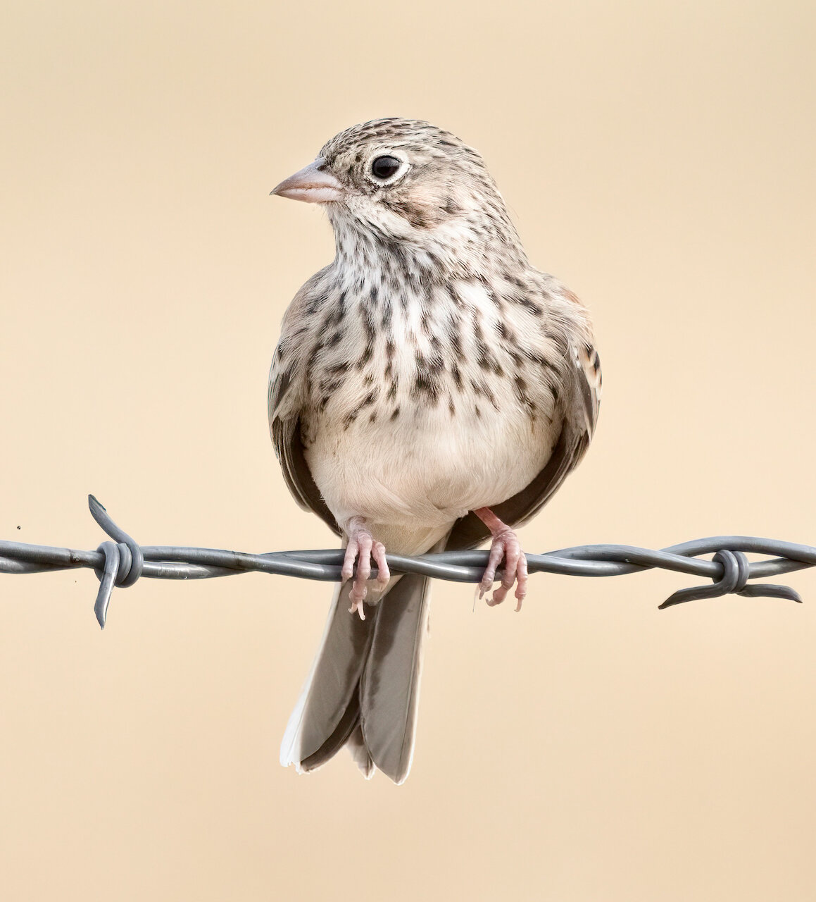 Wildflowers, sparrows and shorebirds - The JOLT News Organization, a 501(c)(3) Nonprofit