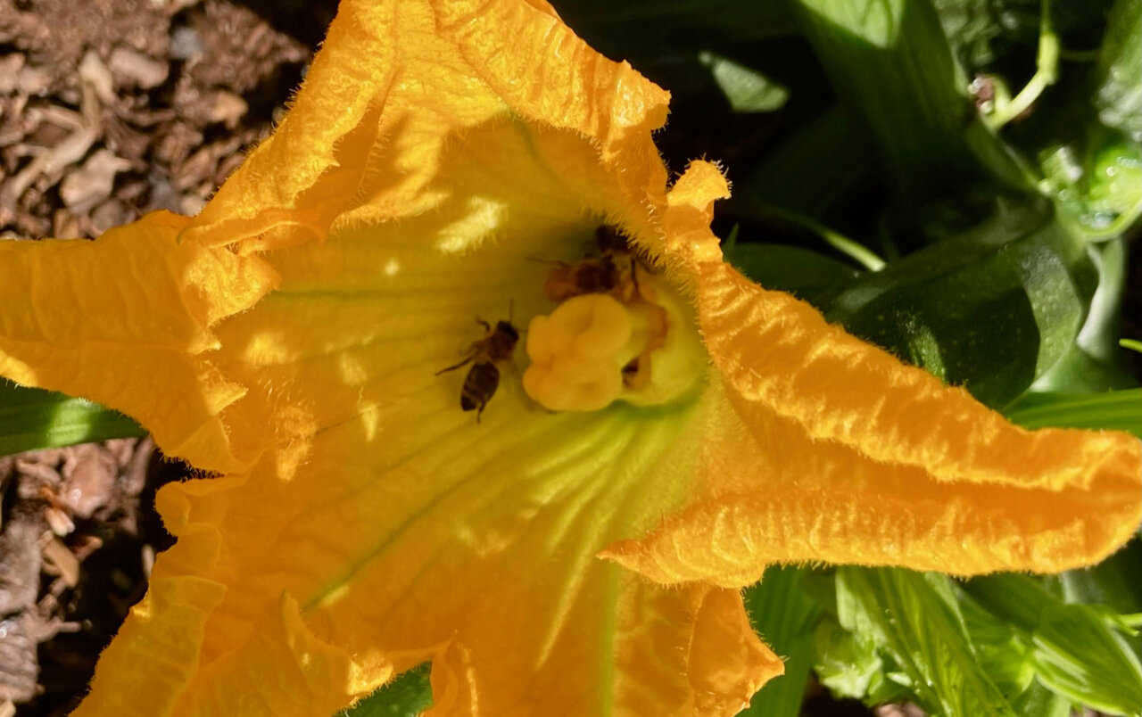 Garden advice we can live without - The JOLT News Organization, a 501(c)(3) Nonprofit