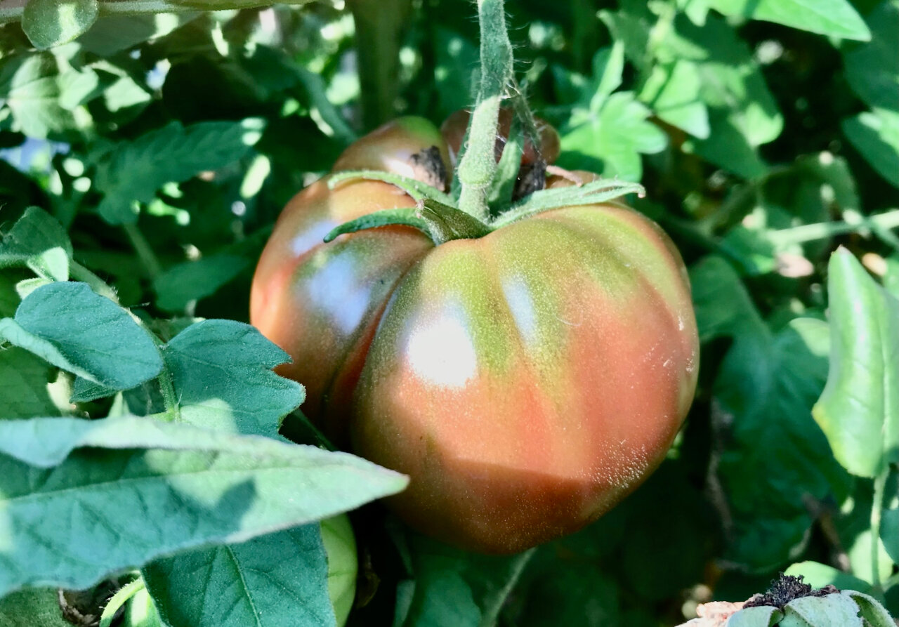 The annual tomato gamble - The JOLT News Organization, a 501(c)(3) Nonprofit