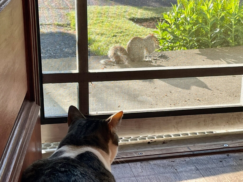 Squirrels, slugs and AI in the garden - The JOLT News Organization, a 501(c)(3) Nonprofit