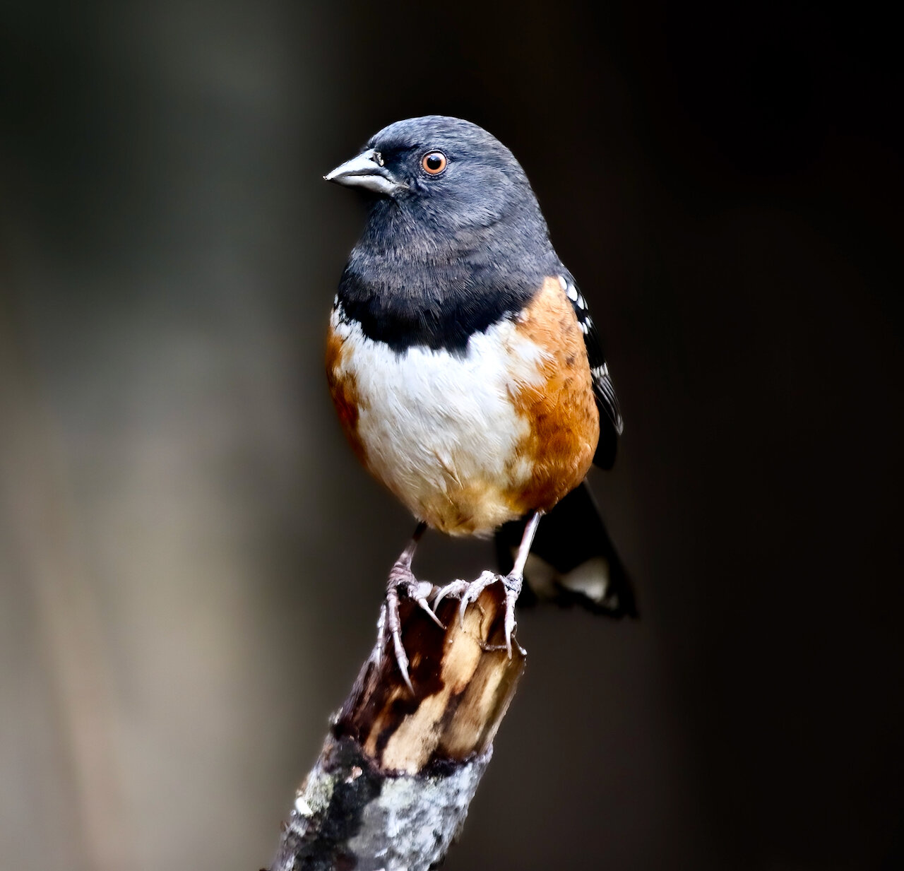 Early July birding - The JOLT News Organization, a 501(c)(3) Nonprofit