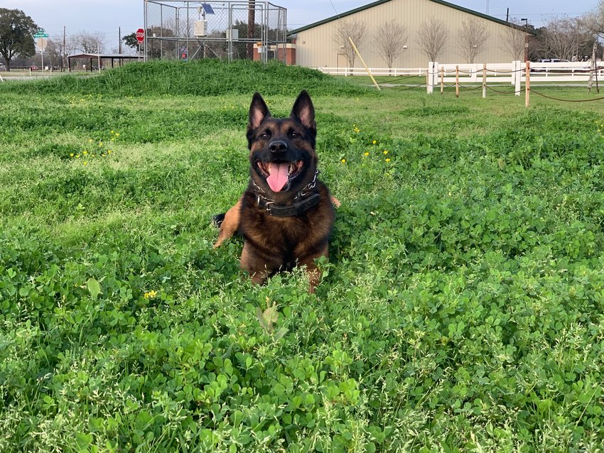 Duco, shown here, has been a K-9 officer with the Fort Bend County Sheriff's Office for four and a half years. He is retiring and has been permanently adopted by his handler, Deputy Justin Cloud.