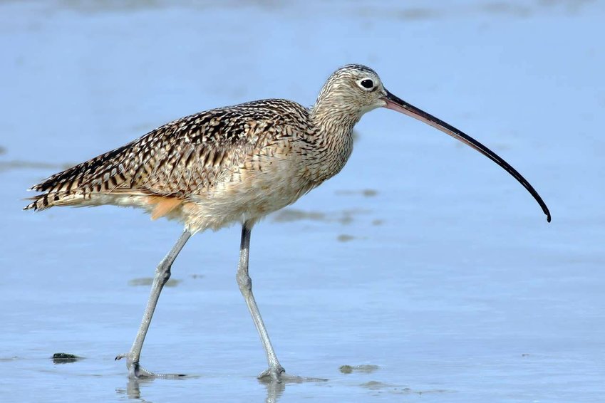 The long-billed curlew is on the Katy Prairie Preserve, including its new acreage.