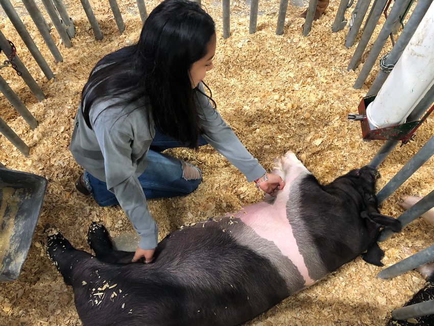 Mayde Creek High School senior Alcatrez Salazar pets her pig, Chavalita, at the Katy ISD FFA Livestock Show.