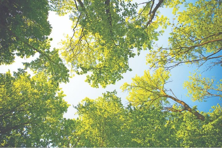 The Arbor Day Foundation has named Katy a 2021 Tree City USA in honoring the city&rsquo;s commitment to effective urban forest management.