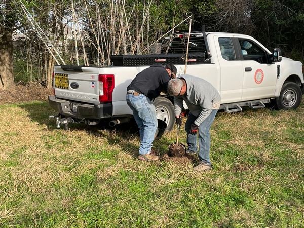 Workers with the city&rsquo;s Parks and Recreation Department plant an oak tr, one of several trees added at various city parks on Jan. 12. The city said 75 trees were donated as part of a tree giveaway through Moon Valley Nurseries and Scenic Texas. Keep Katy Beautiful board members fostered the remaining trees.