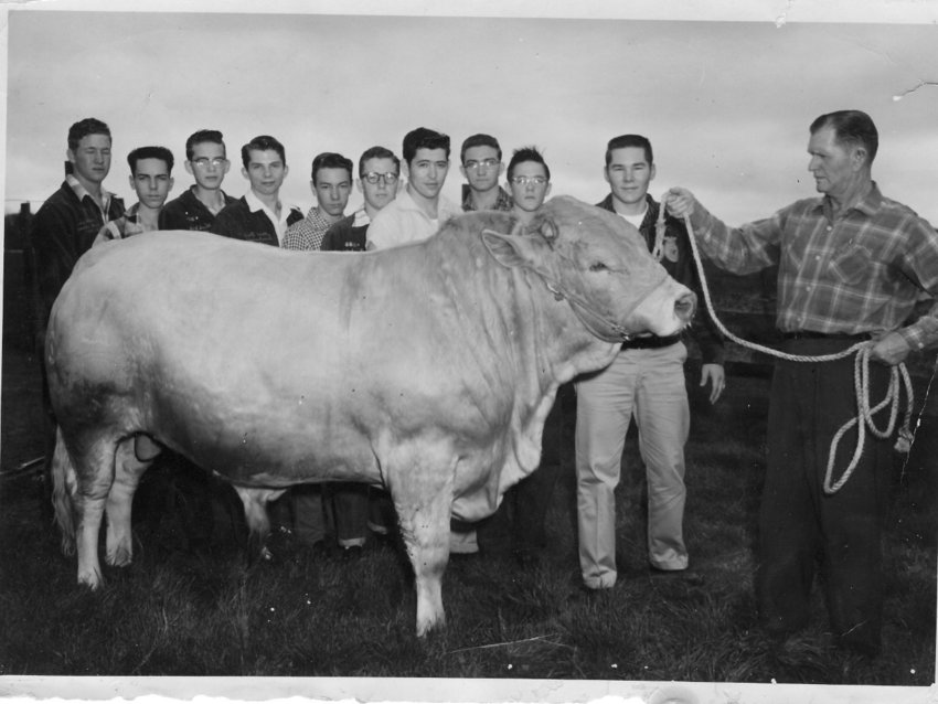 In this undated photo, Katy ISD FFA Livestock Show founder L.D. Robinson, right, with Jonesy, a Charolais bull, and Katy FFA students.