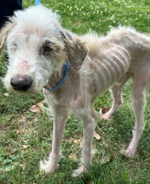 Valor was rescued from a rural area in early June by a volunteer from the Special Pals Animal Shelter. Staff members said that they had never seen such a severe case of abuse in the history of their rescue, and they are seeking donations to help with Valor&rsquo;s care.