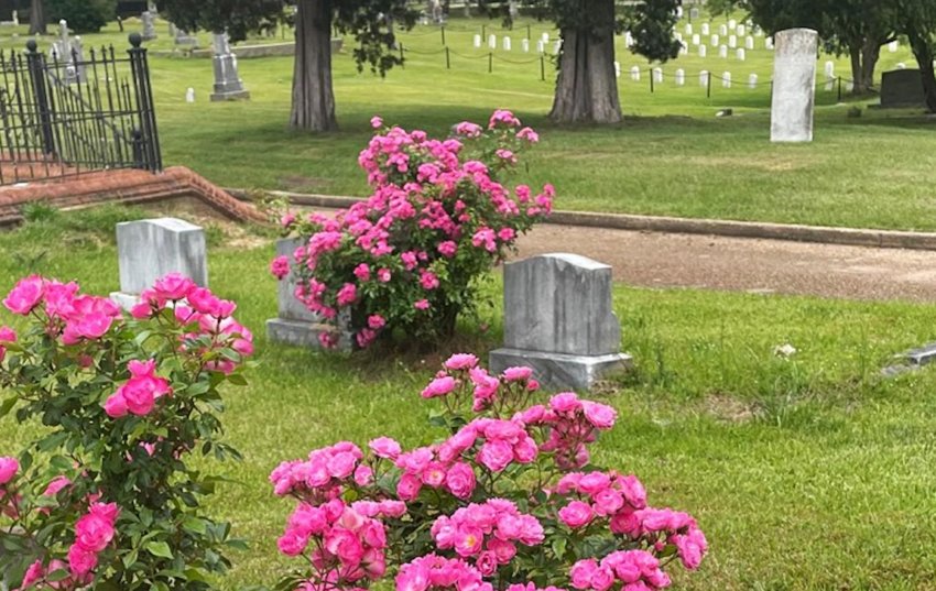 Hardy roses in Greenwood Cemetery