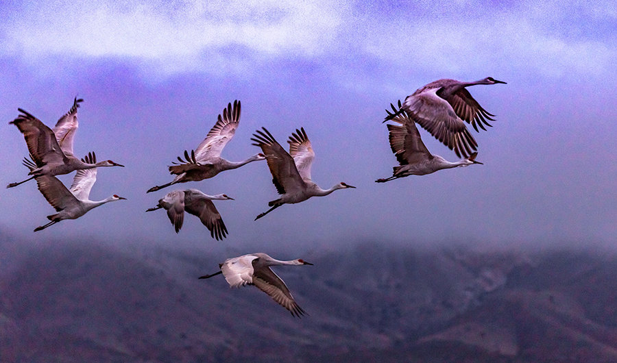 An image of sandhill cranes winging away from the Bosque del Apache National Wildlife Refuge taken by Will Keener was picked as a winner in the Cowboys & Indians (C&I) Magazine annual photo competition.