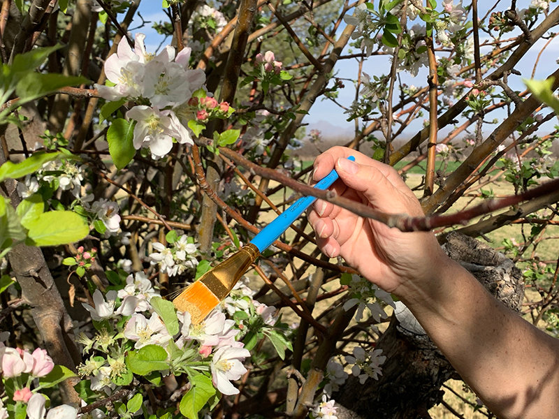 Because the red delicious apple blossoms must be pollinated by other varieties, LuAnne Burke paints pollen into the blossoms so the apples can set.