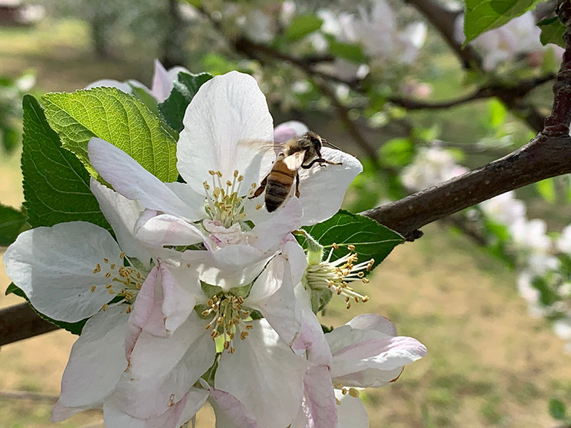 Spring brings out the apple blossoms at U-Pick Mesilla Valley Apples and the bees are happy to do their job to bring these red delicious delights to life. LuAnne Burke owns Apple of Joy and manages the orchard off of Shalem Colony Trail in the Rio Grande valley just north of Las Cruces. Visit appleofjoy.com for information.