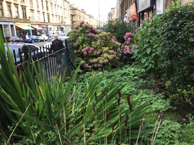 Bright gardens in Glasgow surround the square including this one with some happily growing hydrangeas.
