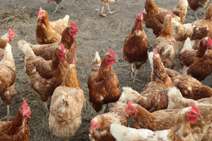 'We're losing money': Egg producers grapple with price crash in past year
