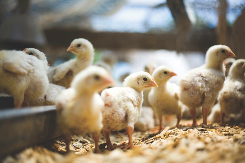 A poultry farmers meeting will be held at the Neshoba County Courthouse Wednesday morning to discuss poultry house values.