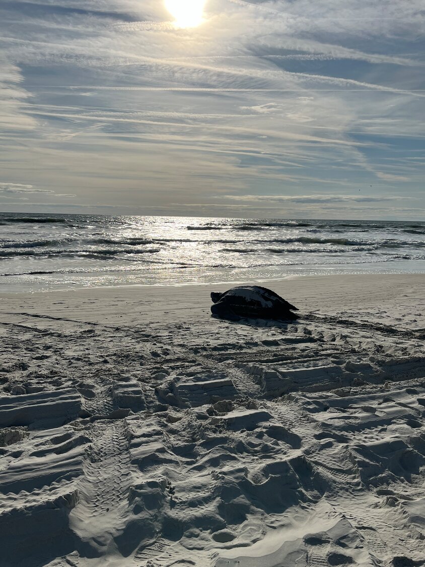 Sea turtle nesting season now under way | The Ponte Vedra Recorder