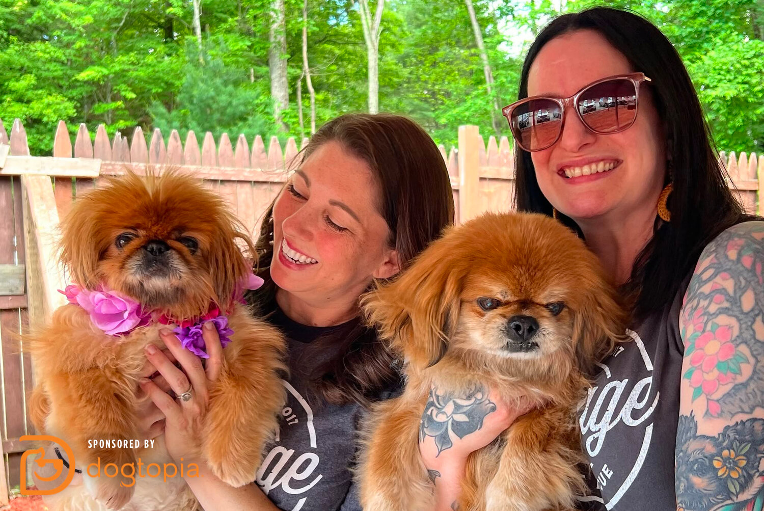 Vintage Pet Rescue Gives Senior Dogs a Second Chance at Love