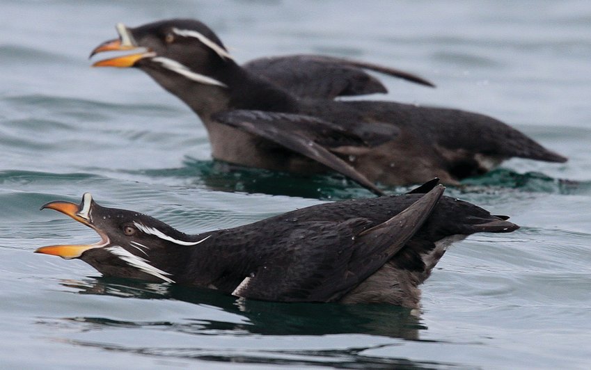 Protection Island offers needed sanctuary for Rhinoceros Auklets and many other types of seabirds and sea mammals.