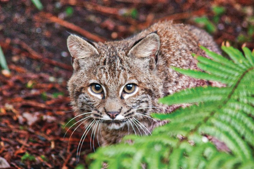 Nature Coast Critters - Get to know a neighbor: Bobcats (Lynx rufus), Local News