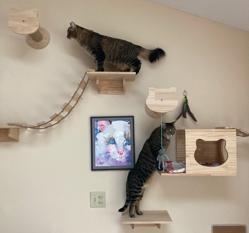 Tabby cats Bonnie and Hope explore around the luxury cat hotel&rsquo;s numerous platforms and towers that adorn the facility&rsquo;s walls.