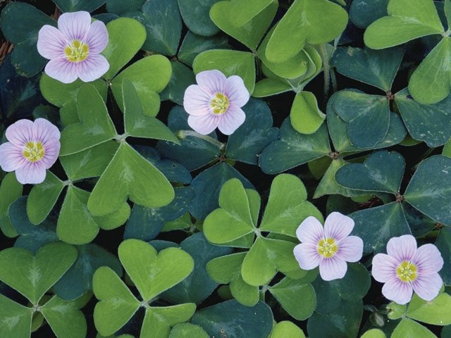 Redwood sorrel (Oxalis oregana), a native woodland ground cover, can be planted as a living mulch to deter weeds. It prefers part or full shade and moist, well-drained soil, but is drought tolerant once established.