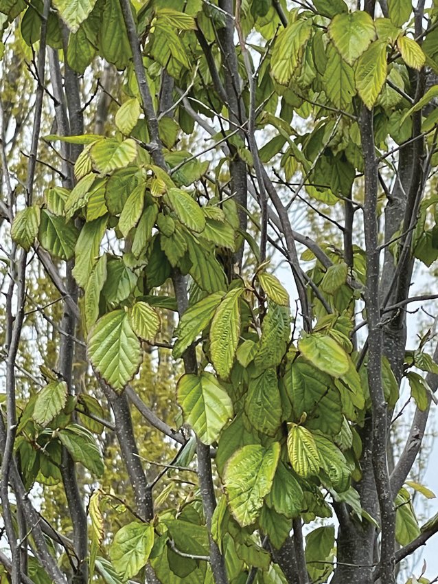 Detail of the Persian ironwood tree (Parrotia persica &ldquo;Vanessa&rdquo;) featured in the Port Townsend Visitor Center garden. Leaves are deep green in summer, then turn to crimson, gold, and orange in fall.