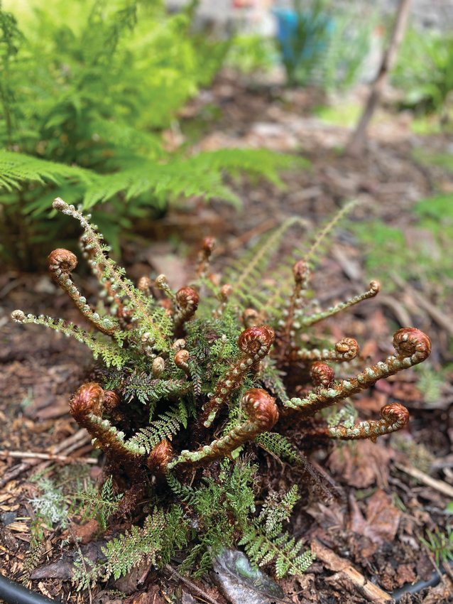 The unfurling crosiers, or fiddleheads, of a divided soft shield fern (Polystichum setiferum).&nbsp; Sometimes known as Alaska fern, it is a European cultivar.