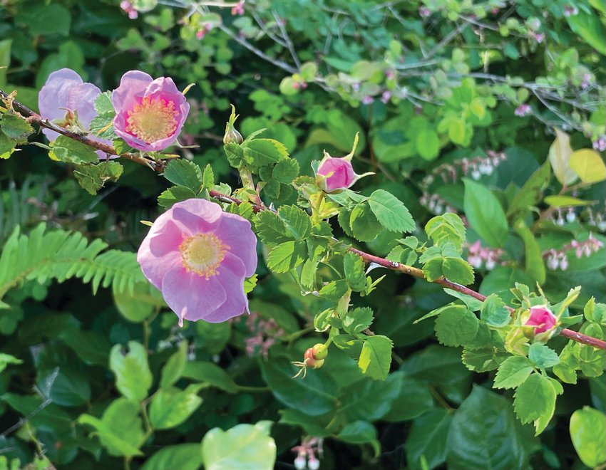The Pacific Northwest native Nootka rose (Rosa nutkana) offers fragrant flowers and year-round wildlife benefits.
