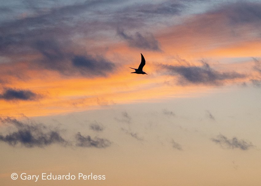 A Caspian Tern is silhouetted during sunset.