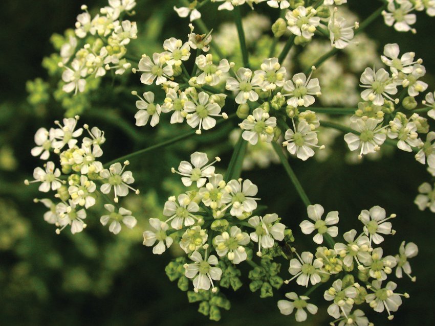 Poison hemlock has five-part flowers characteristic of the carrot family. The county&rsquo;s Noxious Weed Board offers fact sheets to assist in identification of this toxic plant.