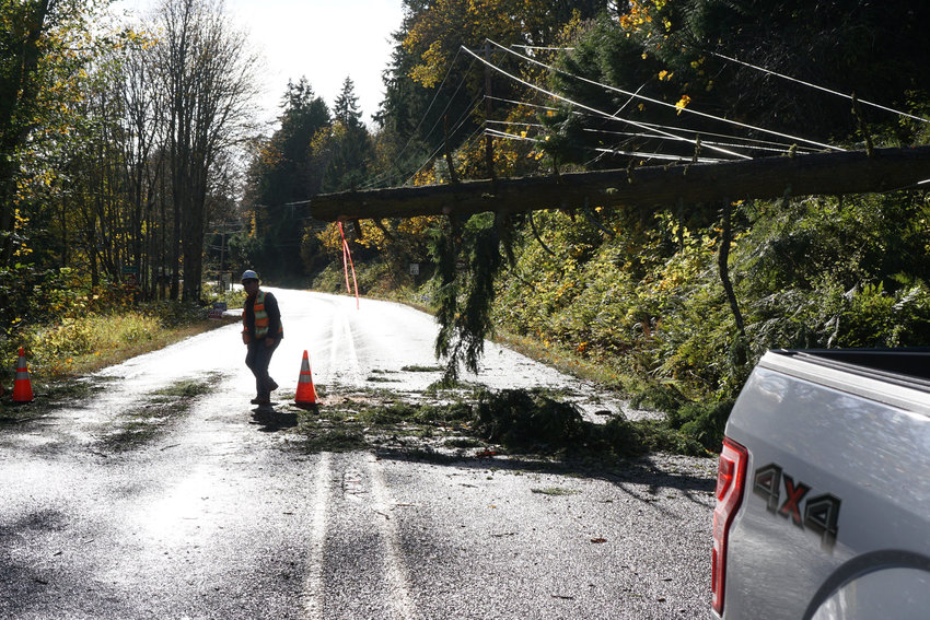 A worker with the Jefferson County Public Utility District walks around a fir tree that fell into power lines following heavy winds this weekend.