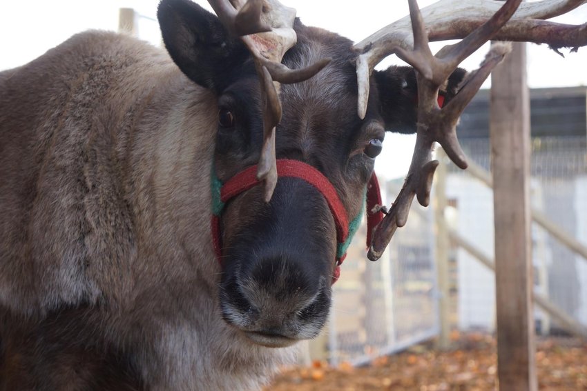 The beautiful Bunny will be joined by an additional reindeer to educate and entertain on Thursday, Dec. 8.