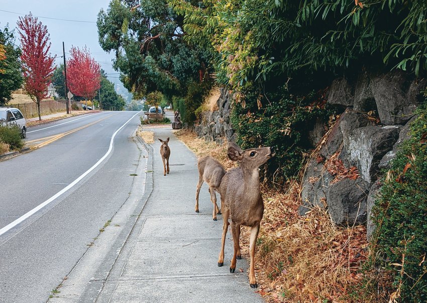 A citizen-led assessment from around 2015 estimated the total number of deer in Port Townsend city limits at 250, though city officials say that number has greatly increased since the survey.