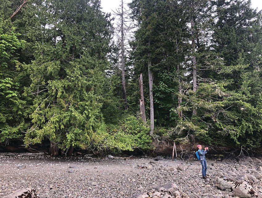 The property north of Brinnon contains Hood Canal shoreline as well as mature and old-growth forest.