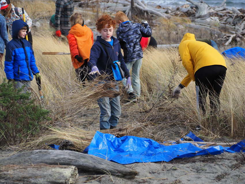 Theo Weeks, 10, drops off a load of invasive European beach grass he helped remove from Fort Worden&rsquo;s beaches alongside his fellow Cub Scouts of Pack 4479