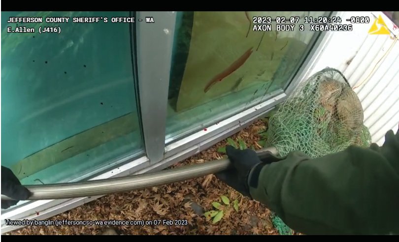 A body camera image from an animal control officer with the Jefferson County Sheriff&rsquo;s Office shows the moment the wayward coyote was captured.