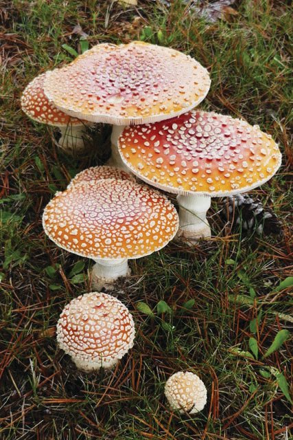 Amanita (Amanita muscaria) are often found in lawns. Mushrooms in lawns and gardens are a welcome sign that beneficial fungi are present and contributing to healthy soil.