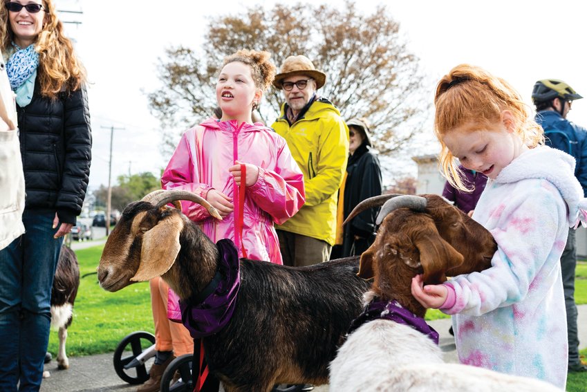 Part of the Port Townsend Farmers Market&rsquo;s opening day festivities include a goat parade, with grazing critters provided by Ground Control Goats in Port Townsend.