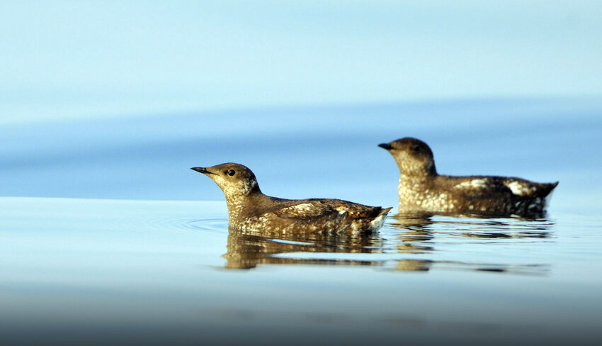 A pair of endangered Marbled Murrelets