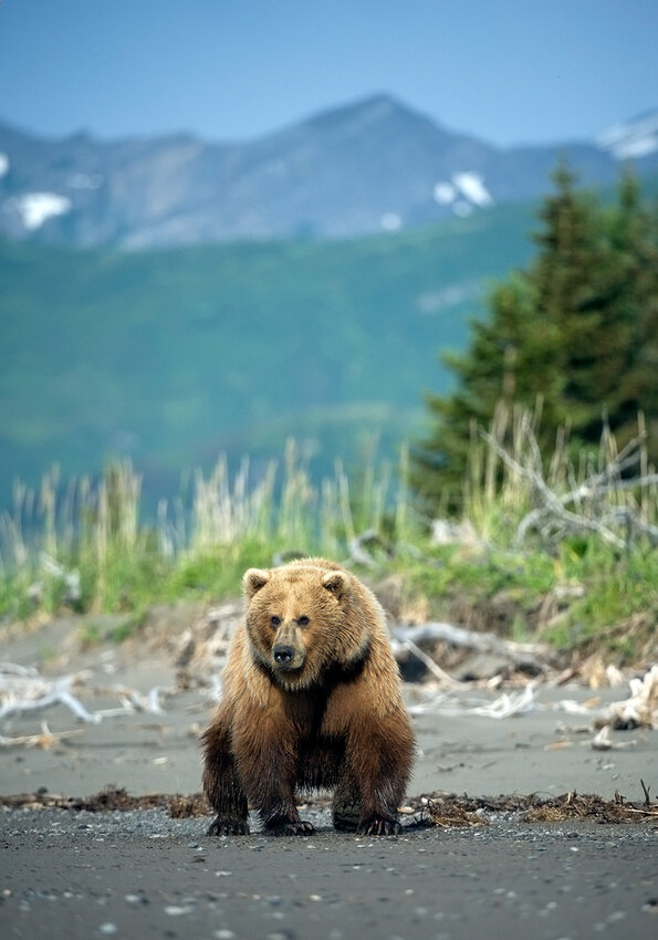 Grizzly bears in Alaska, called brown bears, that live around the town of Bethel, population 6,325, should have a good life as they don&rsquo;t interact with many people. But their future is in peril.