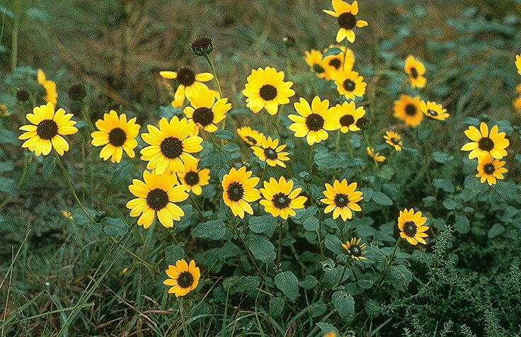 Helianthus petiolaris&nbsp;is the Linnaean binomial for the prairie sunflower. Using botanical Latin helps ensure accurate identification and offers clues about a plant&rsquo;s characteristics and history.&nbsp;