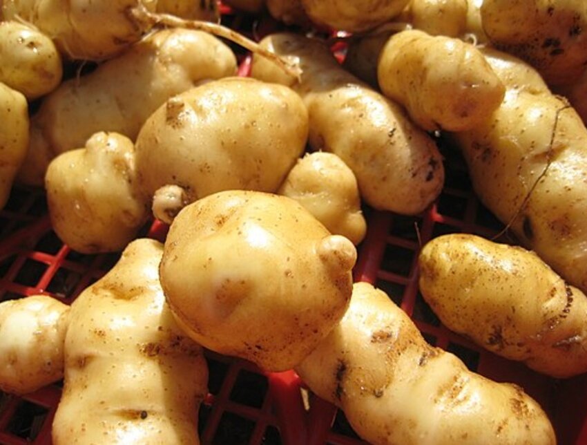 The Makah Ozette potato bears the name of the Native American tribe that has been its steward for centuries.