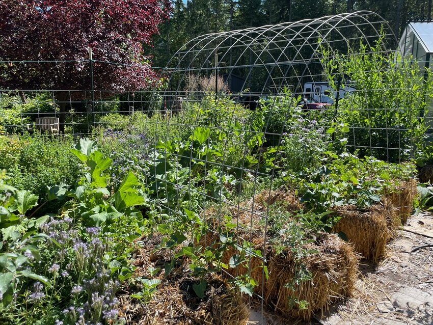 A variety of vegetables, herbs, and flowers can thrive in a straw bale garden. March is a good time to begin conditioning bales to prepare them for spring planting. Photo courtesy of Barbara Faurot