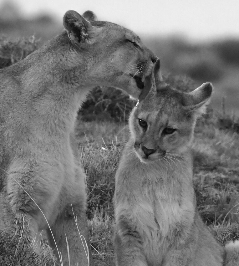 A cougar licks her kitten.
