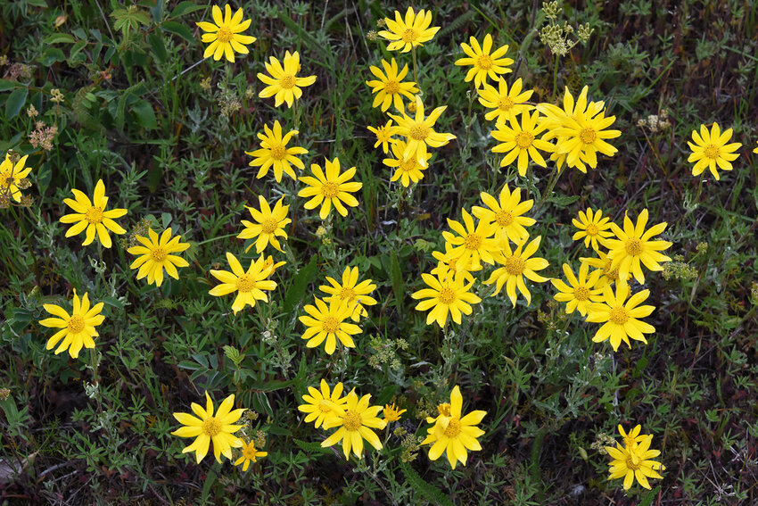 Woolly sunflower (Eriophyllum lanatum): Long after blue camas has gone to seed, bright yellow blossoms of woolly sunflower bloom at Kah Tai Preserve. These are shrubby perennials that can grow to three feet in diameter, and are easily propagated with cuttings. Courtesy photo