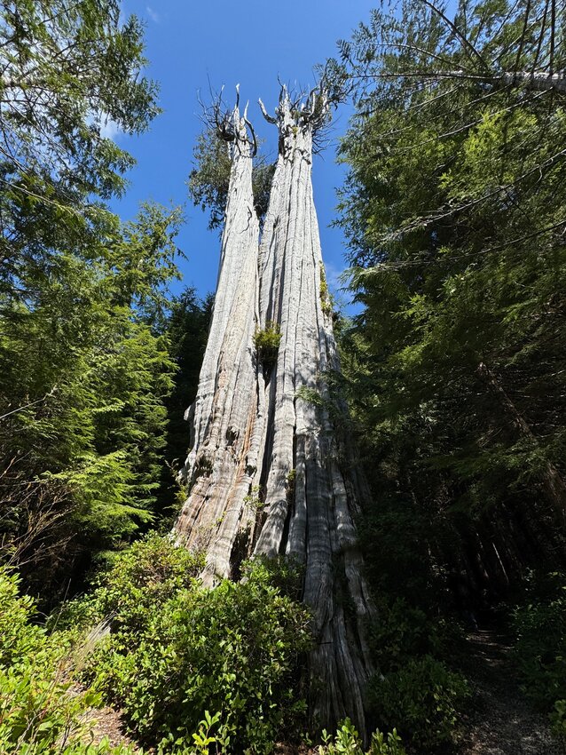 A recent photo of a 1,500-year-old Nolan Creek Cedar.