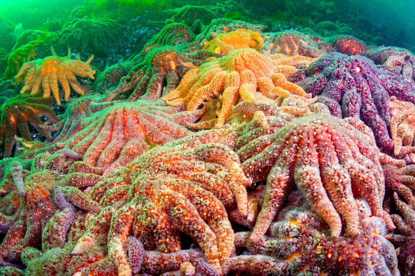 A healthy cluster of sunflower sea stars prior to the arrival of wasting disease. Photo courtesy Alamy Images