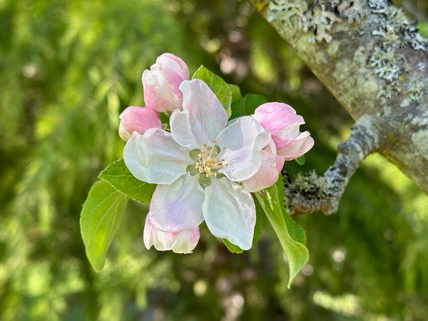 The central flower in a cluster of apple blossoms is called the “king blossom,” and usually produces the strongest fruit.