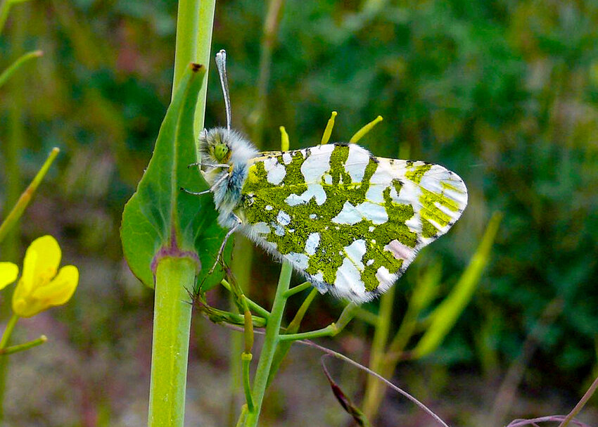 An Island Marble Butterfly rests on a stem.