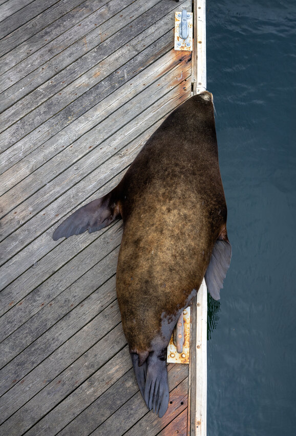 A sea lion rests on the docks near Pope Marine Park during the Pride festivities, Saturday.